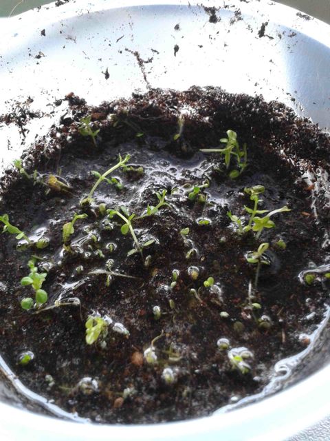 2014-04-10_11.51.27.jpg