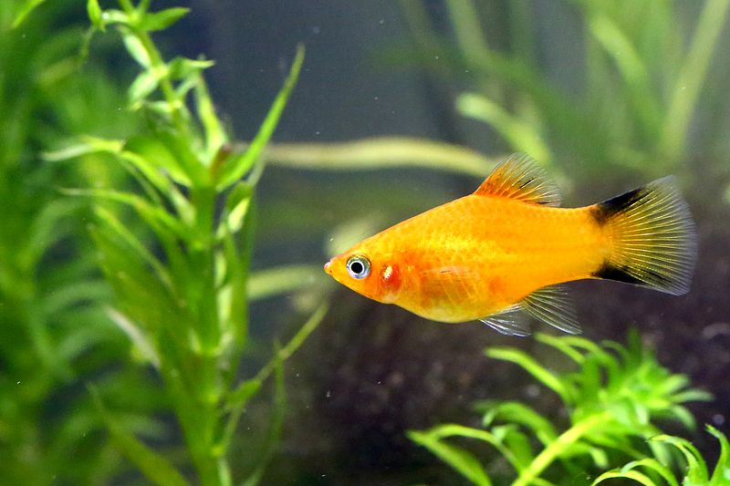 2014-09-18-aquarium-0001_result.jpg