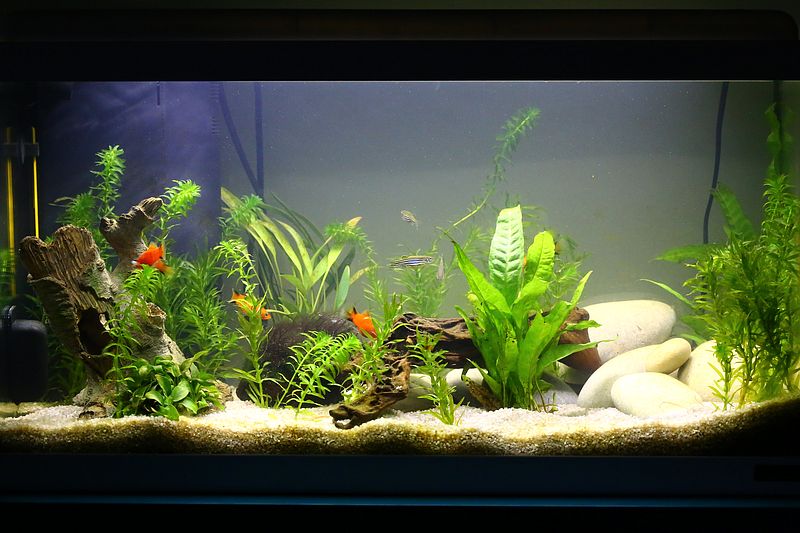 2014-09-18-aquarium-0002_result.jpg