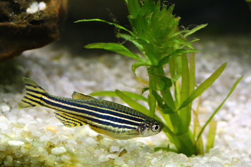 2014-09-18-aquarium-0003_result.jpg