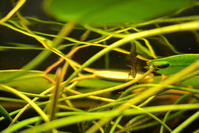 2015-08-16-10_zpskbzhgrt6.jpg