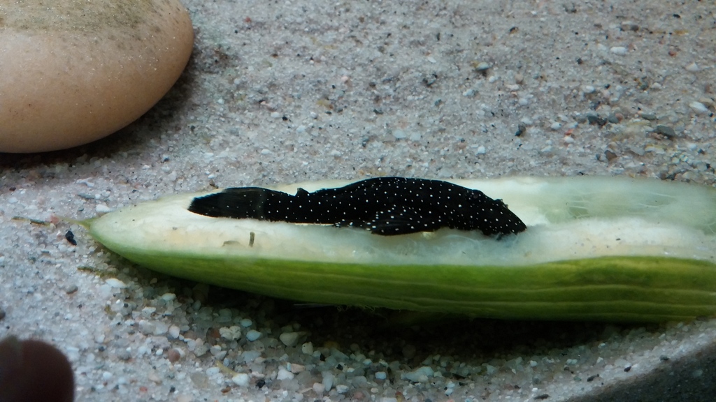 20150401_214454.jpg