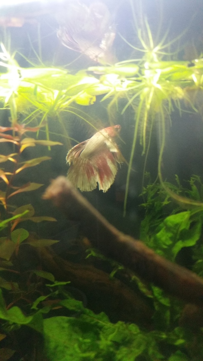 20150410_174930_zpsrckocgqk.jpg