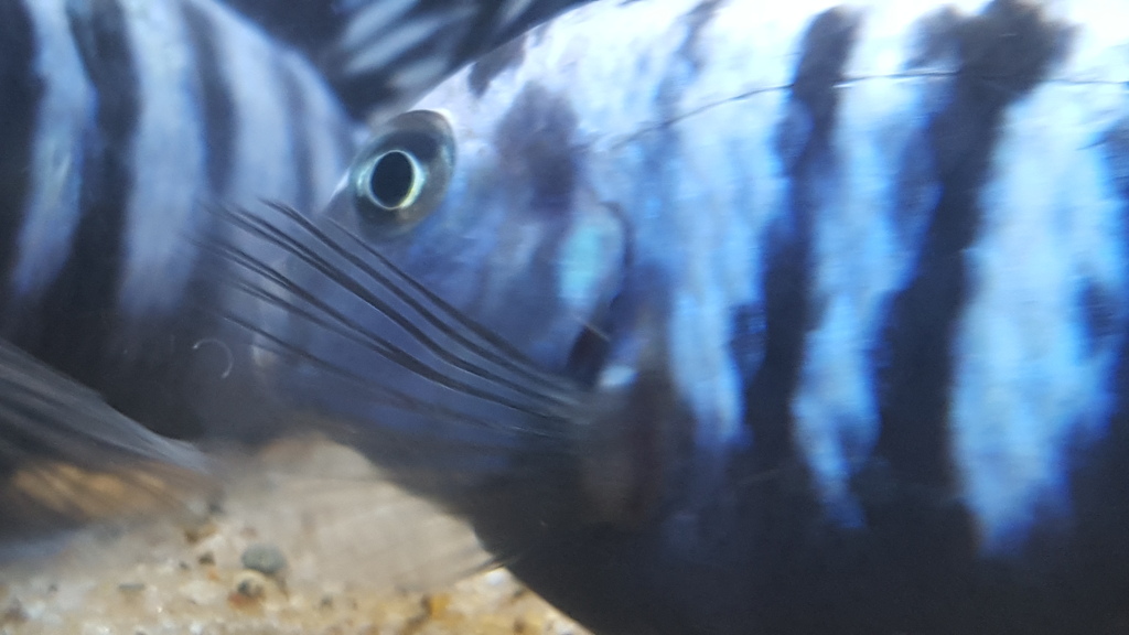 20160131_175120_zpsminbsjpi.jpg