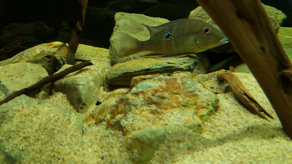 20160316_184157_zpswe0bnhb7.jpg