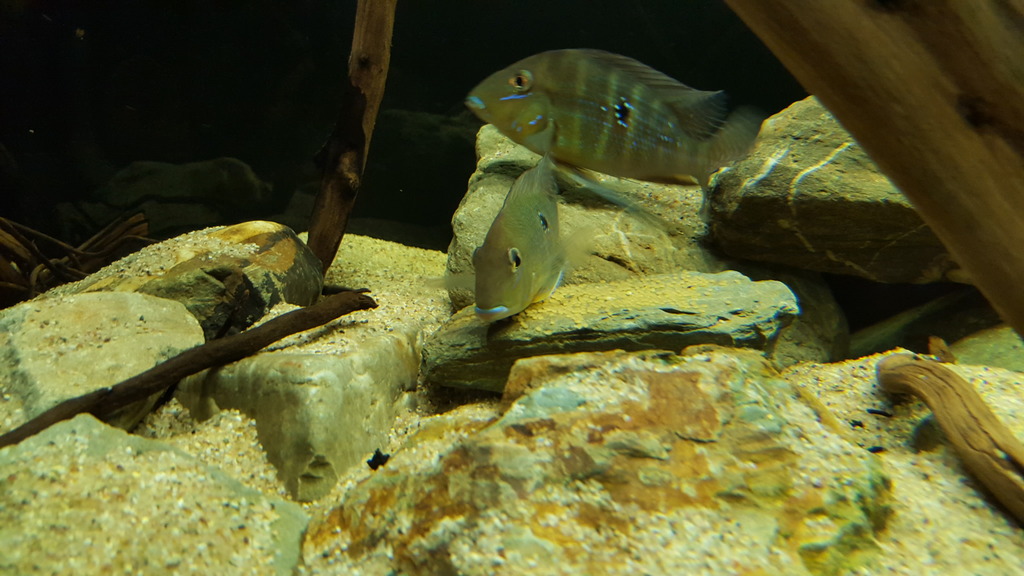 20160316_184230_002_zpspuarrk7d.jpg