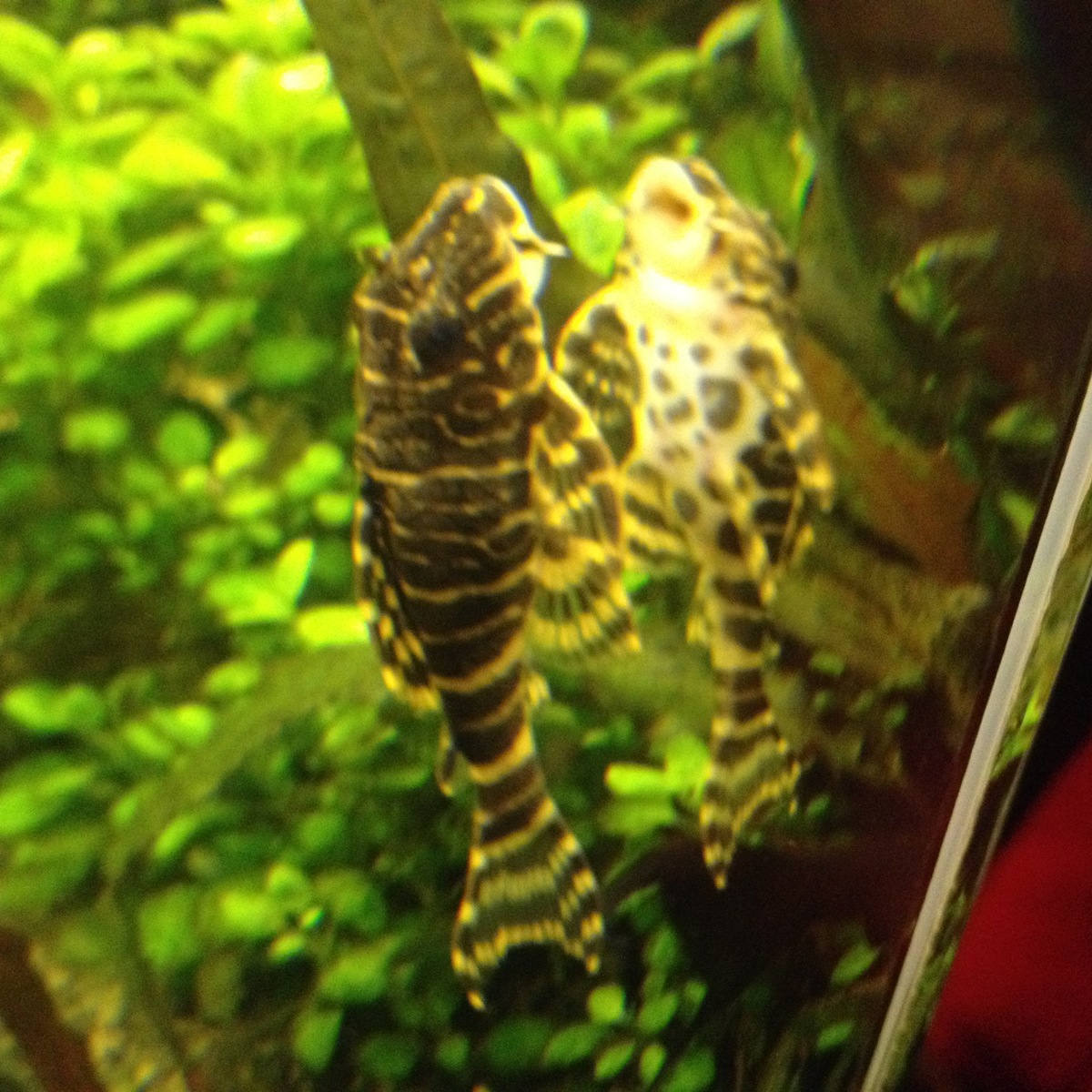 20160905_184511300_iOS.jpg