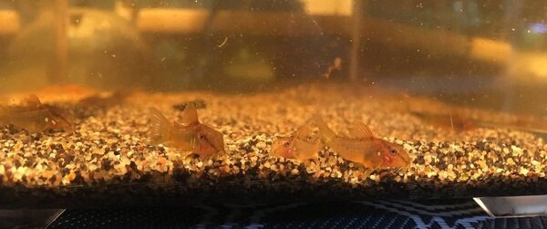 2018-02-09 11.25.51.jpg