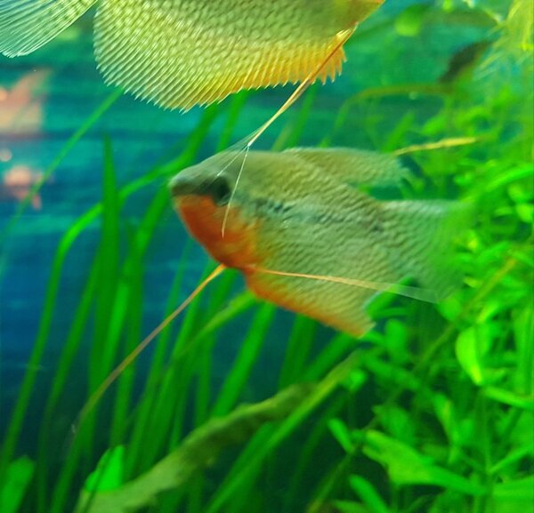 Voelsprieten Diamant Gourami Aquaforum