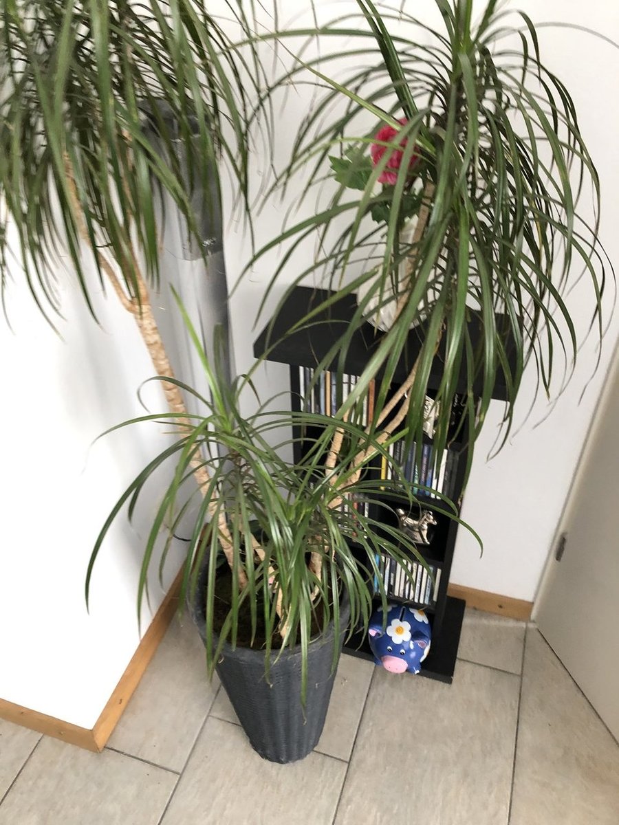 2019-01-19 13.46.06.jpg