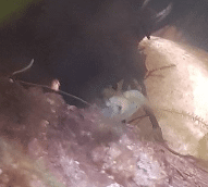 2019-11-18_130158.png