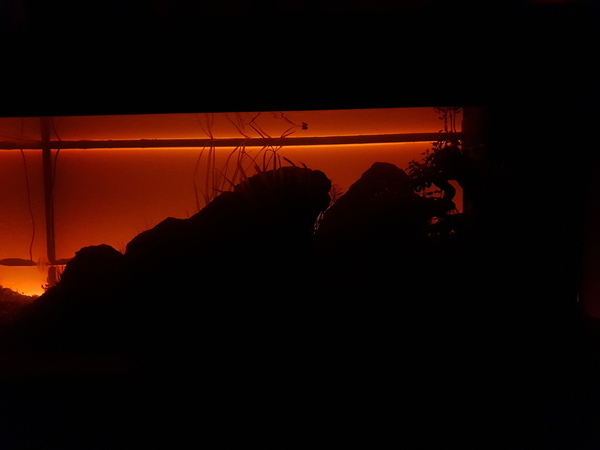 20190703_224343.jpg