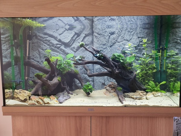 kreupel Habitat insluiten Welke planten op hout en enkel aquariumzand? | AquaForum