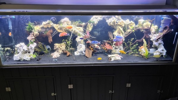 toetje Oranje wagon Hulp gezocht : inrichting aquarium. | AquaForum