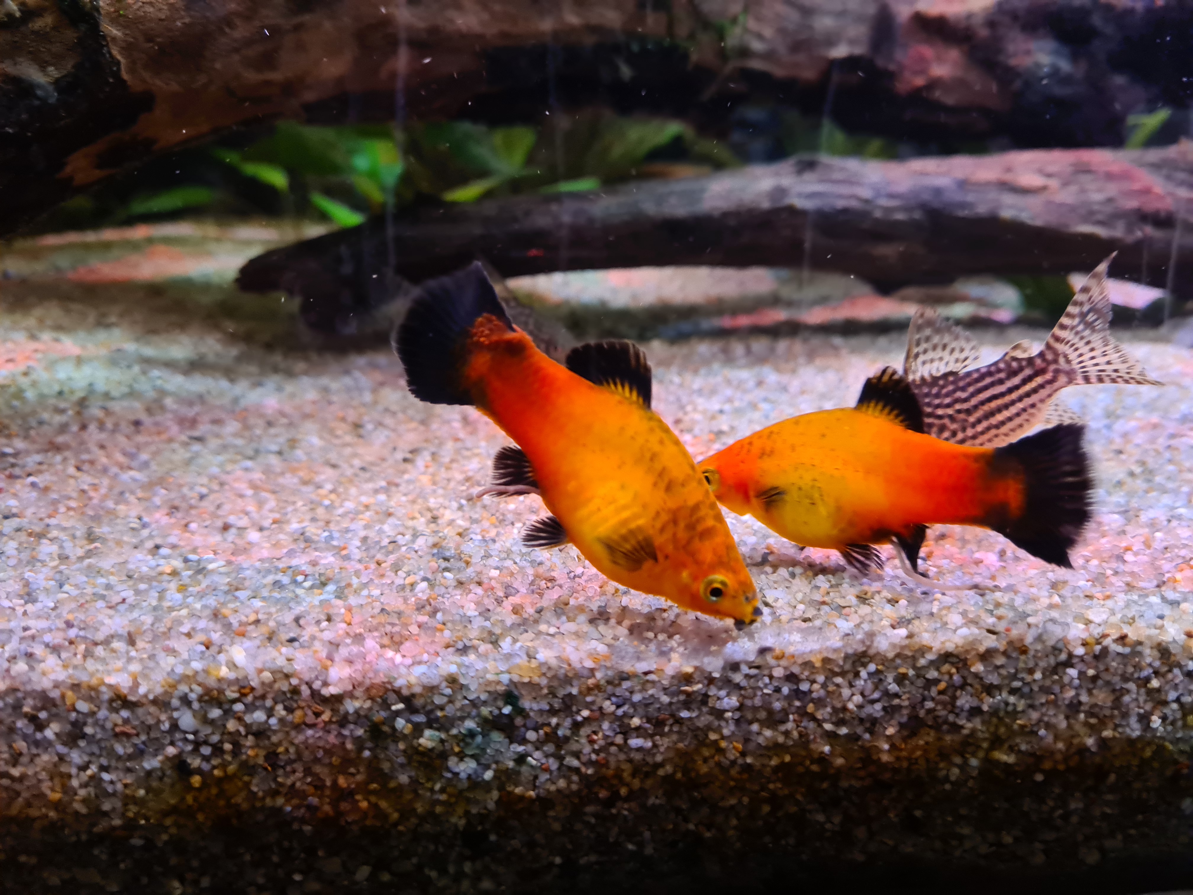 20201128_180820-jpg.313063