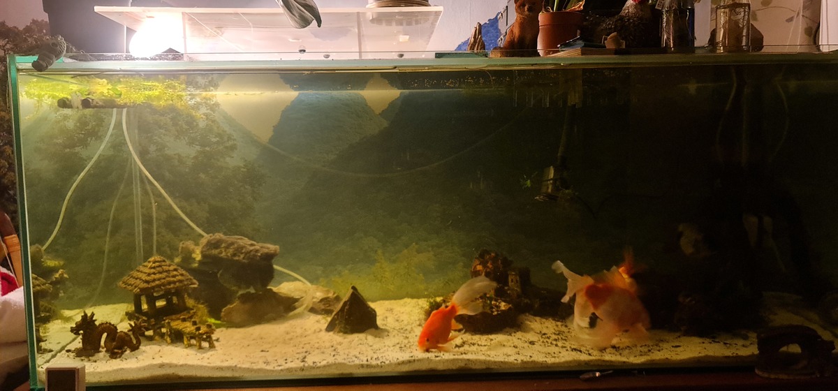 Aquarium