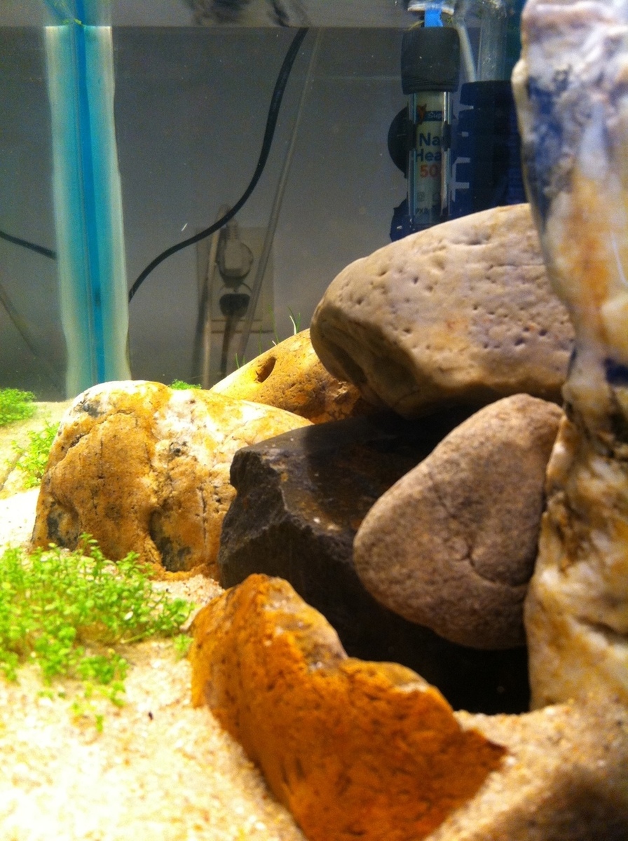 weduwe bijeenkomst Krijt Mijn 30 liter aquarium met vuurgarnaaltjes (Sandraaa) | AquaForum