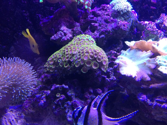 213627aquaria17_0_84_img_2236.jpg