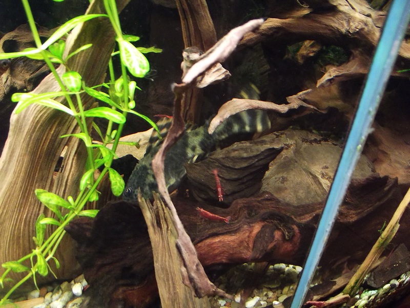 215474bigsmoke_0_85_aquariu.jpg