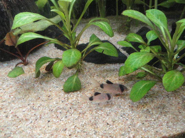221884martinc_0_85_aquariu.jpg