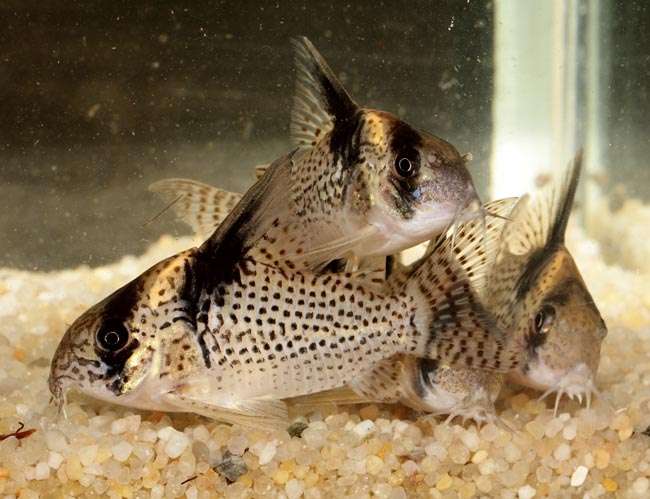 222942_0_82_corydoras_brevirostris.jpg