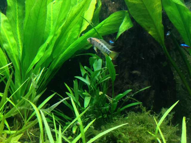 224158_0_82_apisto_3.jpg