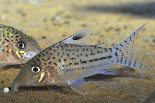 224528_0_82_corydoras_leopardus.jpg