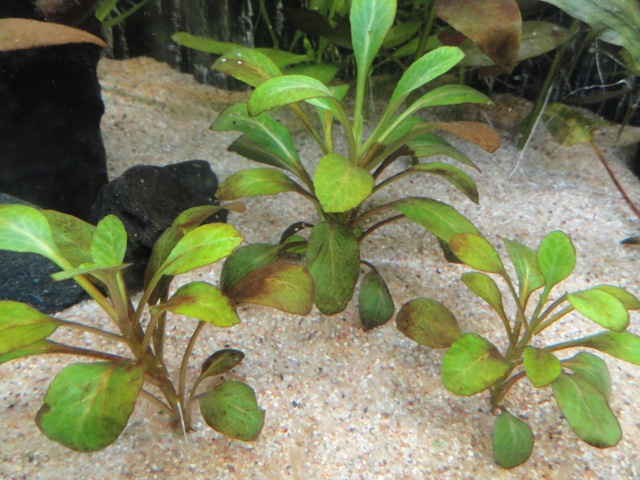 225764martinc_0_85_aquariu.jpg