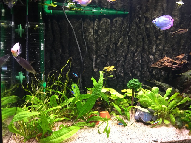 225999aquamitch_0_85_deskto.jpg