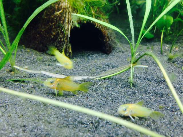 227553_0_82_corydoras_8.jpg