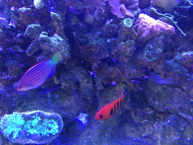 227657aquaria17_0_84_image3.jpg