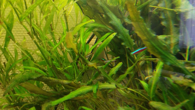 231945anneb_0_85_aquariu.jpg