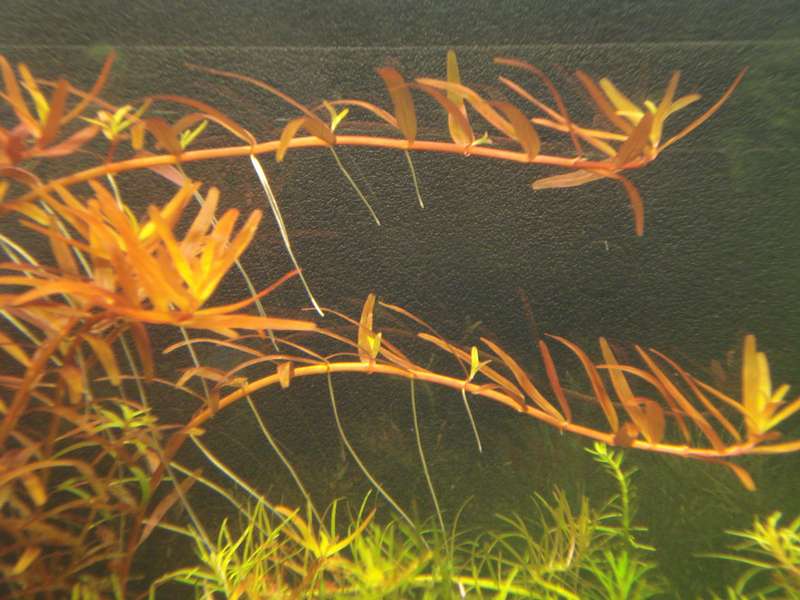 232415_0_82_rotala_horizontaal.jpg