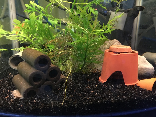 233865pirke64_0_85_aquariu.jpg