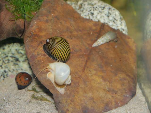 234135_0_82_aquariums_dec_13_001.jpg