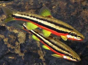 234229_0_82_rotbauchelritzechrosomuserythrogaster.jpg