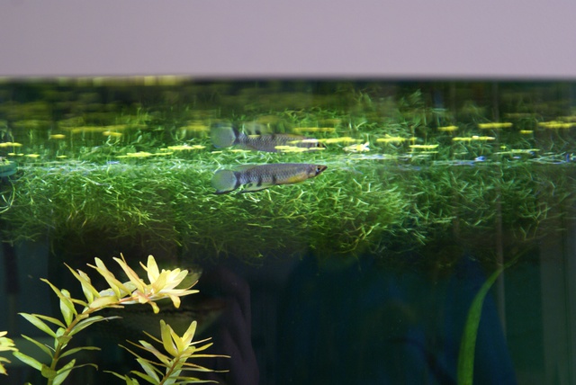 234867ruudmo_0_85_aquariu.jpg
