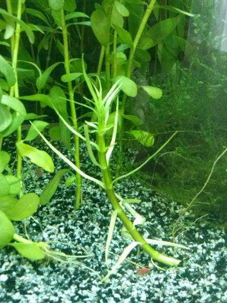 235389jdev_0_82_plant1.jpg