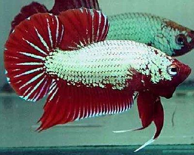 236-betta76.jpg