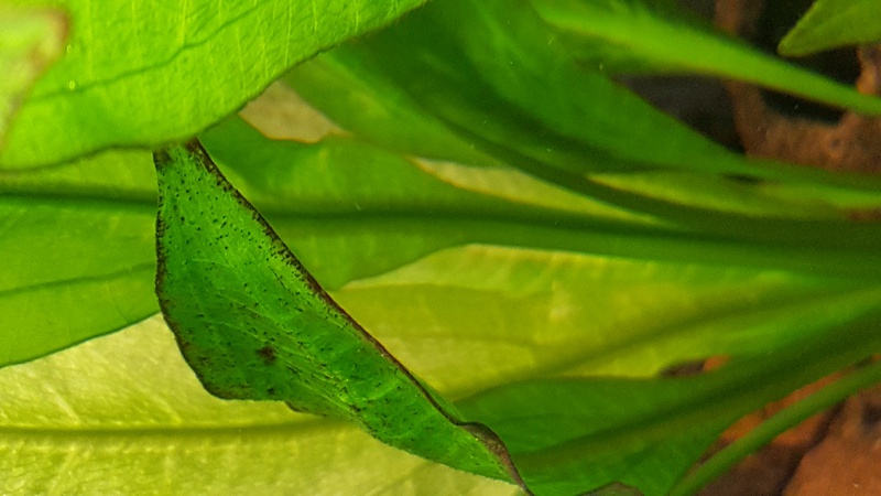 236988felereca_0_85_.jpg