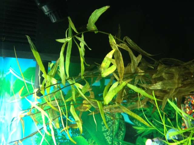 238356roger1980_0_82_plant_8.jpg