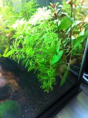 238551_0_82_img_1795.jpg