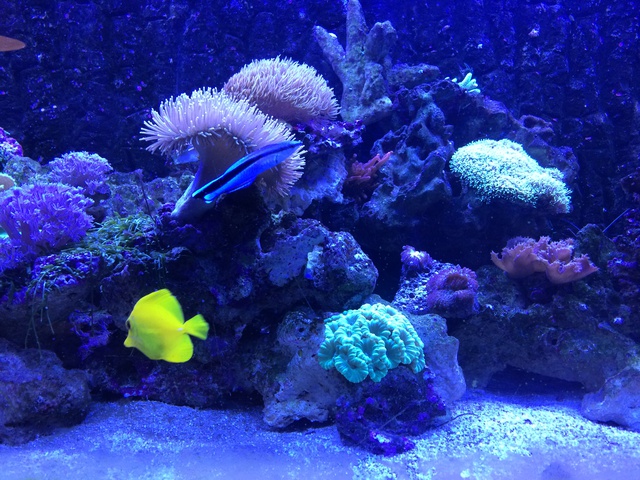 239981aquaria17_0_84_image4.jpg