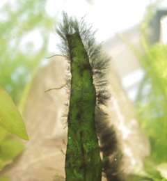 241292bigsmoke_0_82_baardalg.jpg
