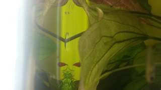 242131superaatje_0_82_20150831_170757.jpg