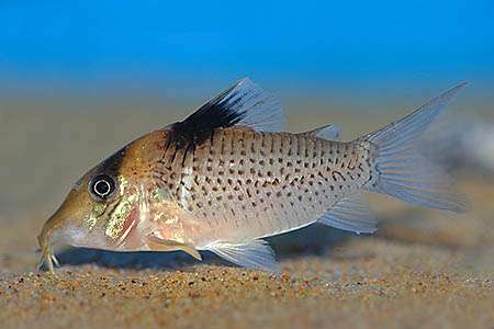 244632_0_82_corydoras_ephippifer.jpg