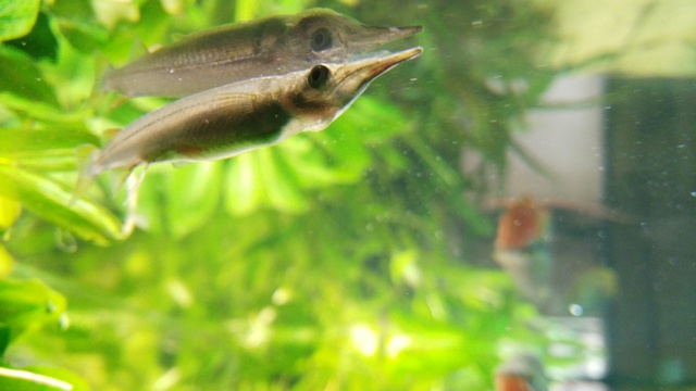 246357anneb_0_85_aquariu.jpg