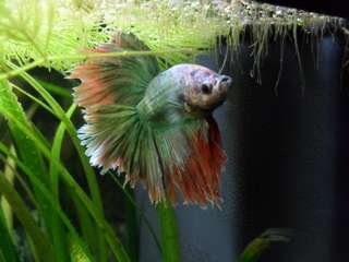 253394_0_82_betta_18_o5_15_003.jpg