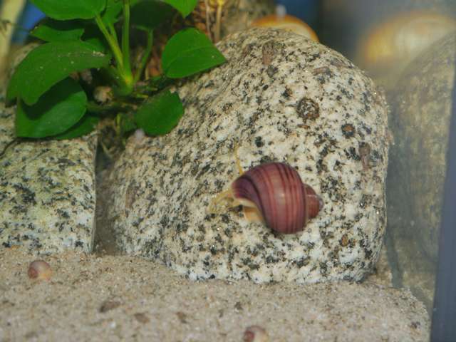 253475_0_82_aquariums_jan_2014_035.jpg