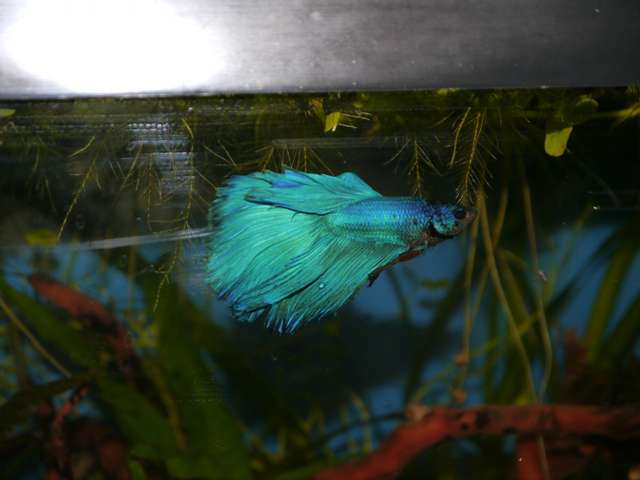 253584_0_82_aquariums_jan_2014_037.jpg